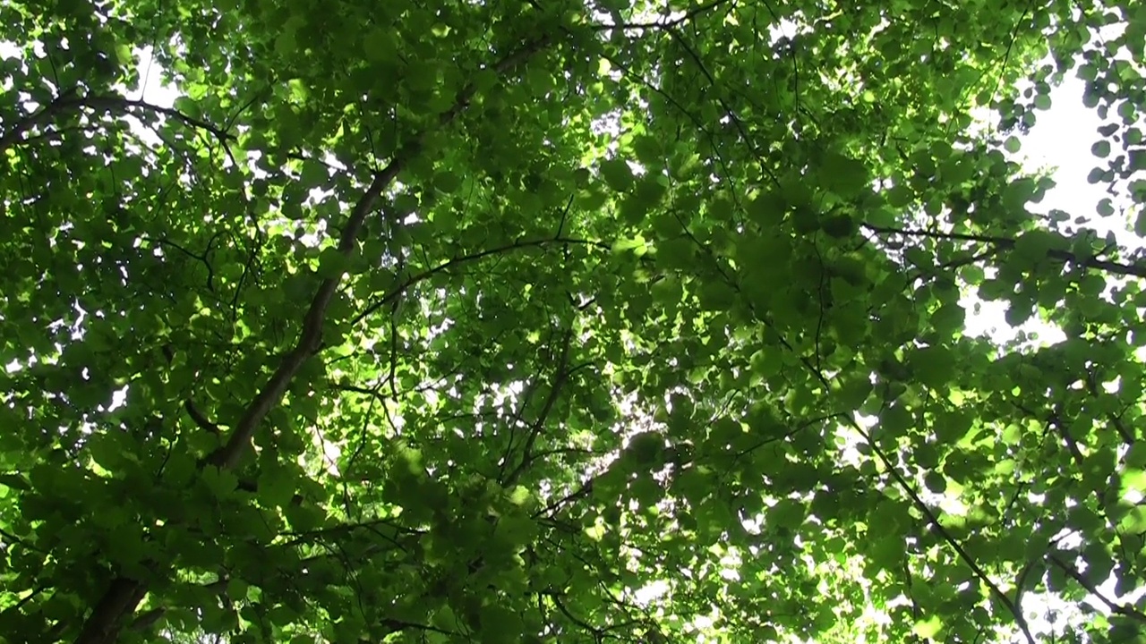 望着透过落叶林的绿叶照耀的阳光视频素材