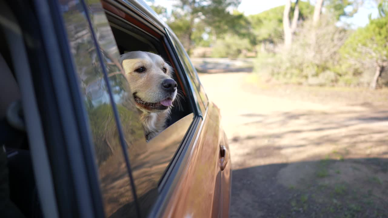 金毛寻回犬坐在车里欣赏着窗外的景色。视频素材