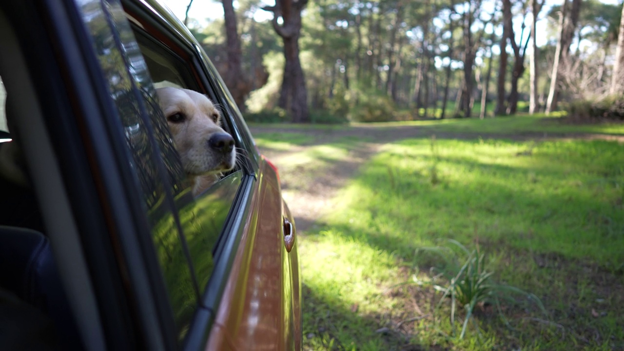 金毛寻回犬坐在车里欣赏窗外的景色。视频素材