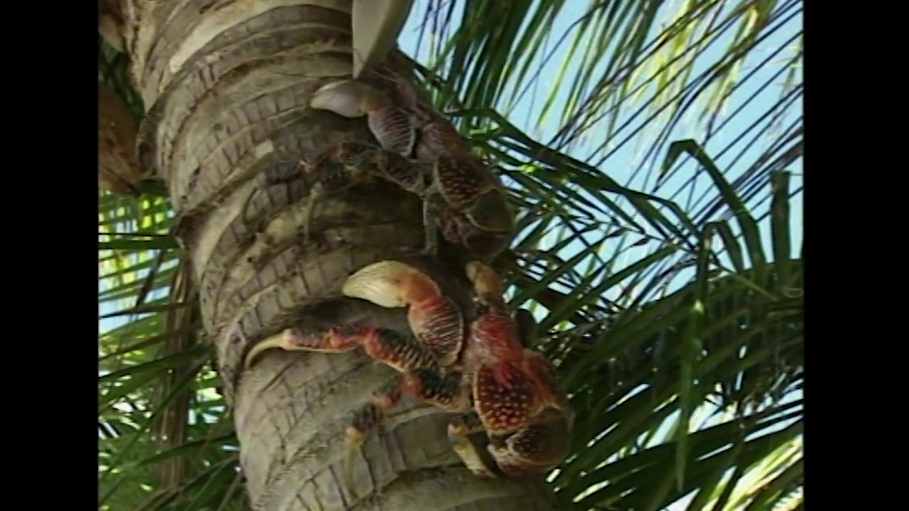 基里巴斯千年岛的野生动物;1999视频下载