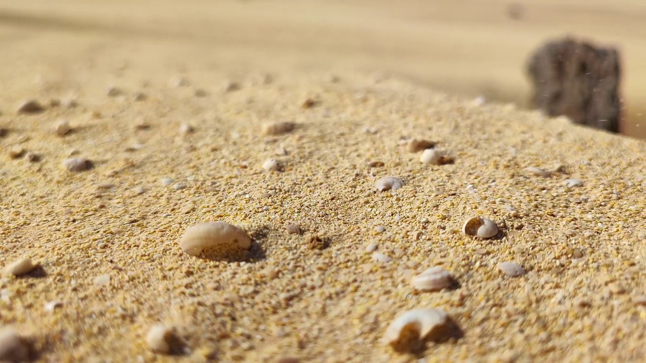 死蜗牛在沙漠的沙子和风在富埃特文图拉金丝雀群岛视频下载