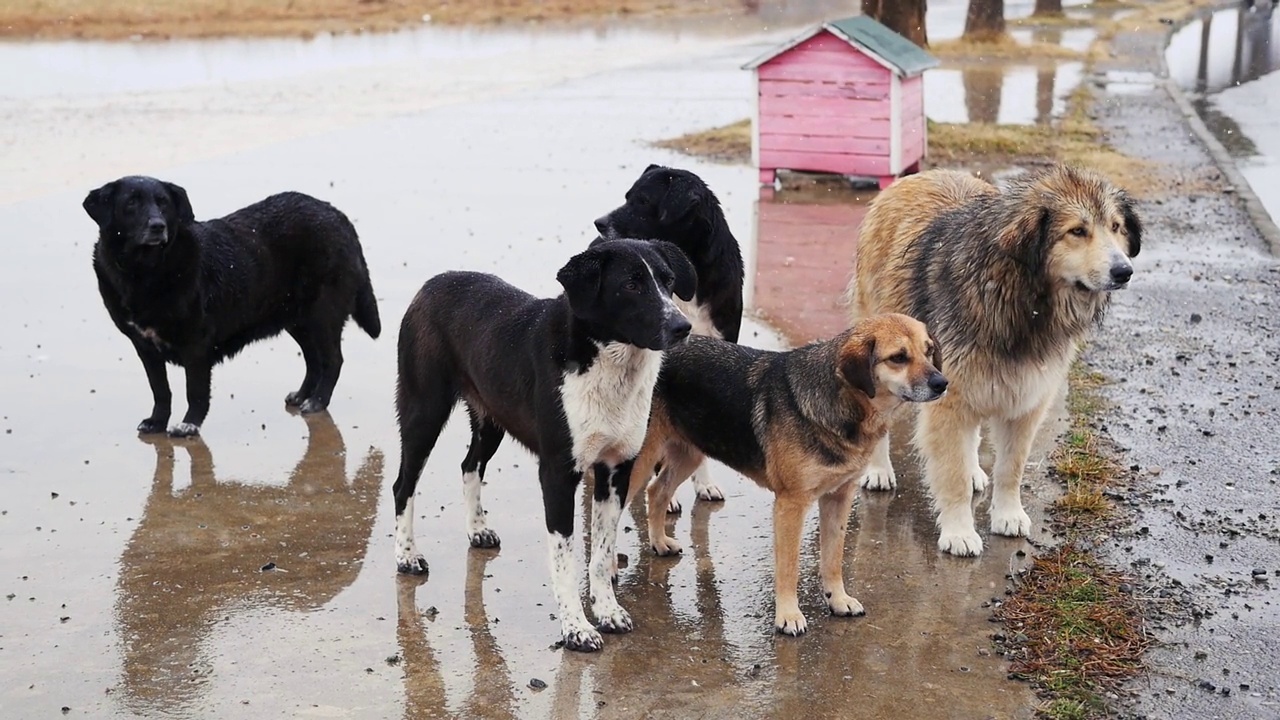 一群无家可归的狗。雨中的流浪狗。视频下载