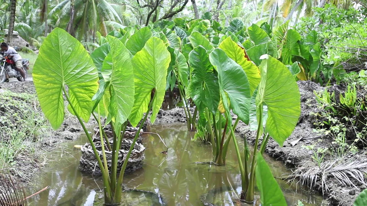 基里巴斯，由于涨潮，巨大的芋头叶子被海水淹没;2015视频下载