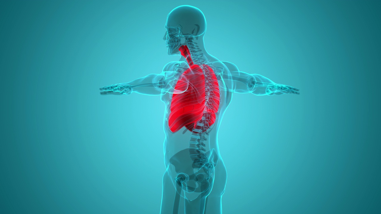 人体呼吸系统肺隔膜解剖动画概念视频下载