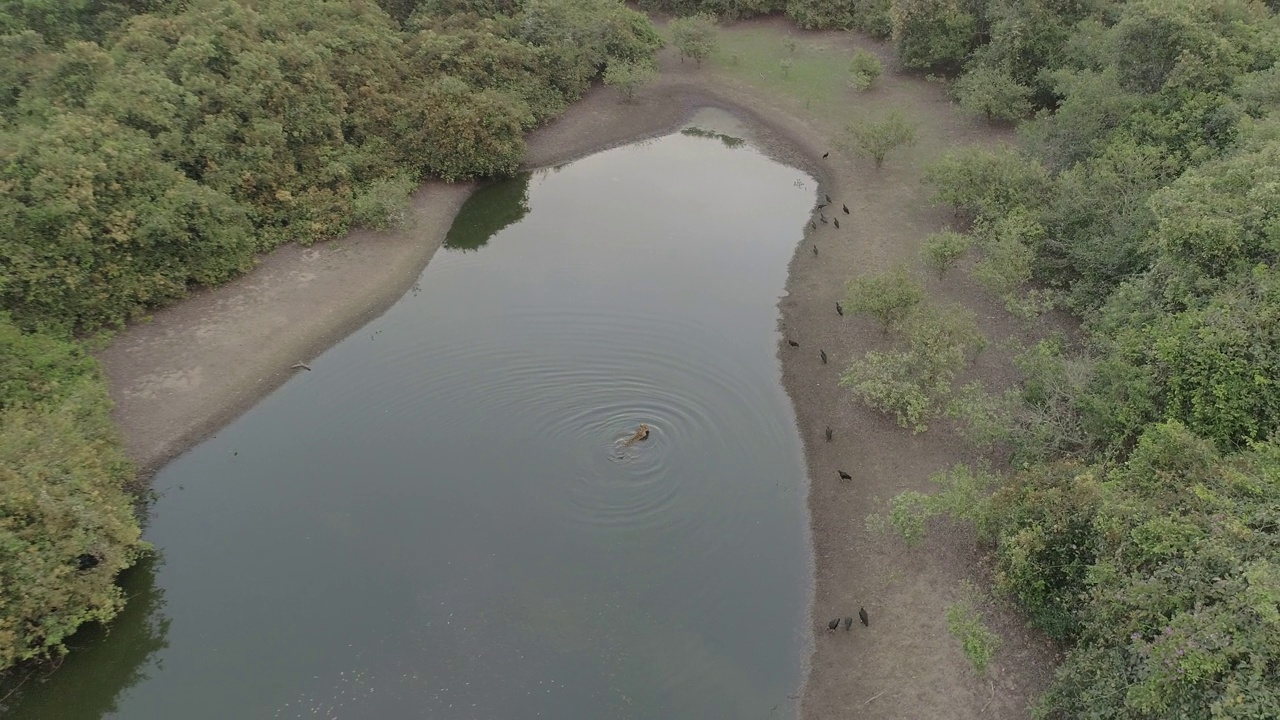 高角度拍摄的美洲虎涉水在浅湖视频下载
