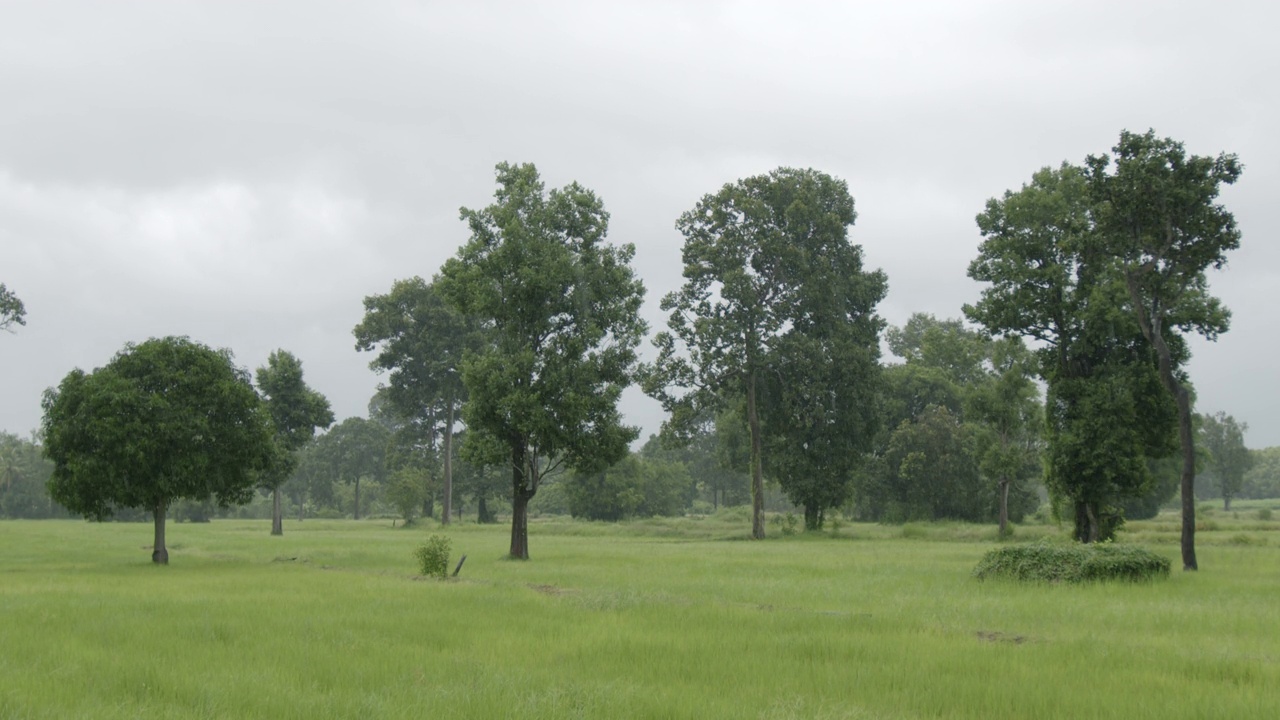 慢动作的雨在稻田农业视频下载