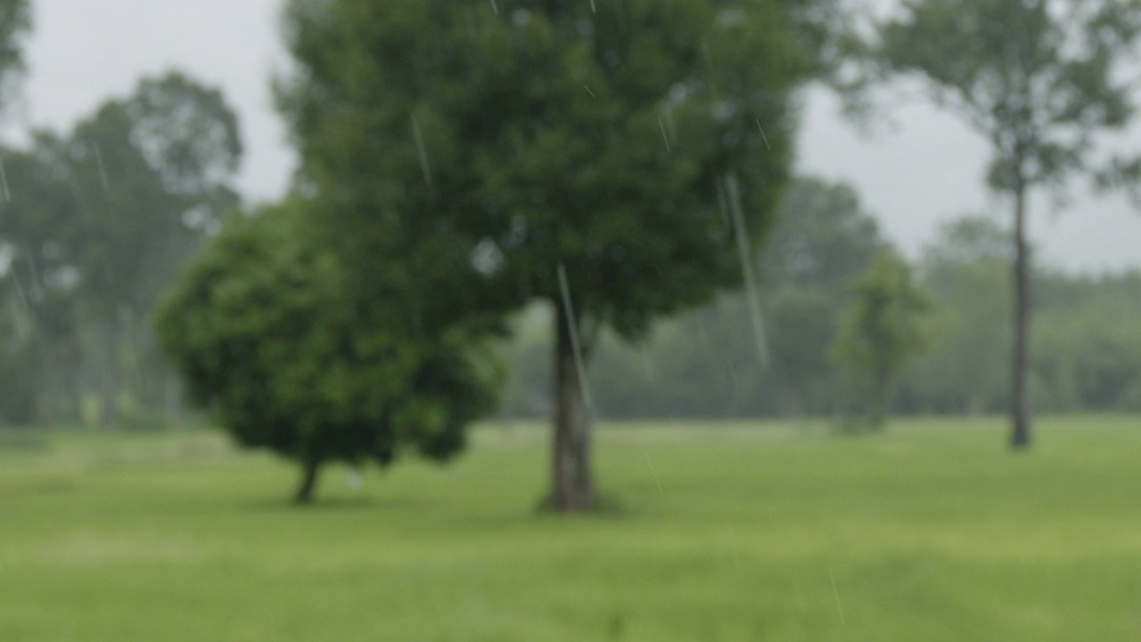 模糊的背景雨在稻田农业视频下载