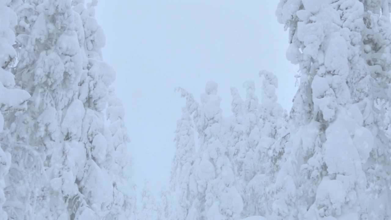 雪山森林里的雪视频素材