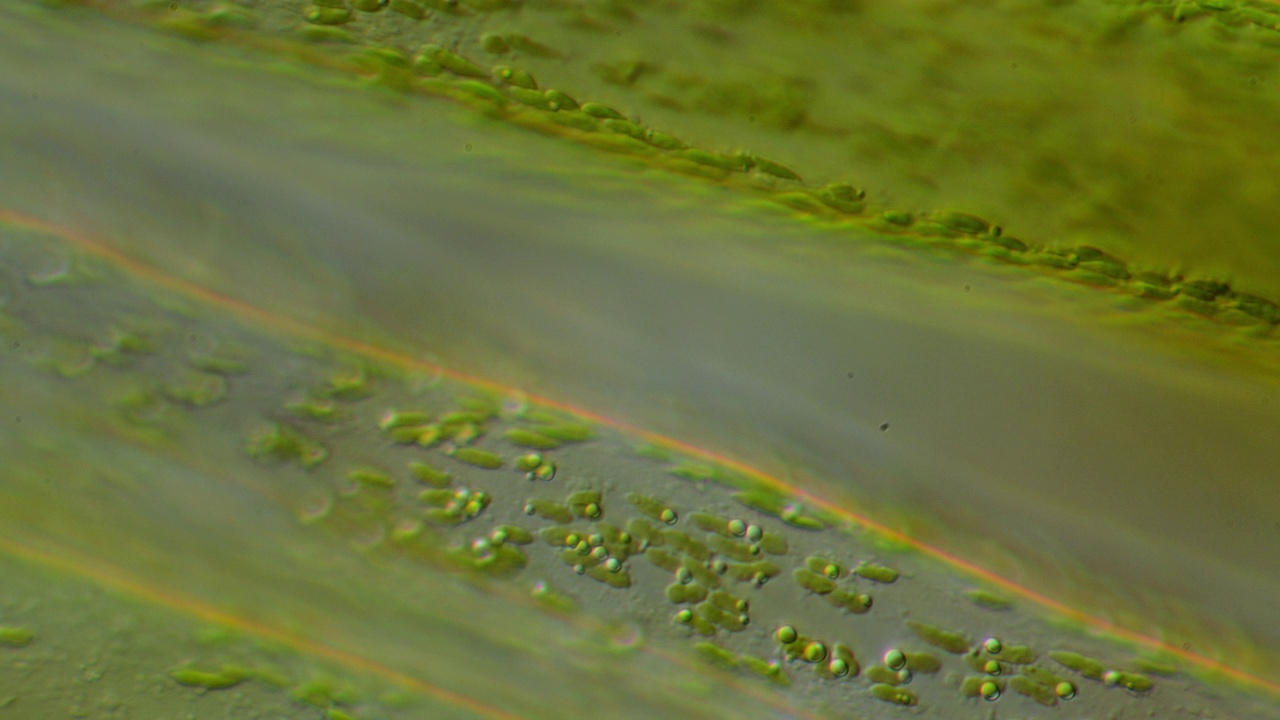 显微镜的藻类视频下载