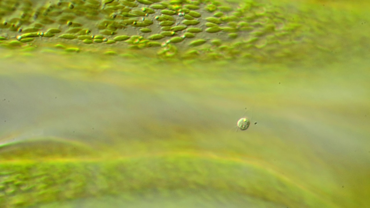 显微镜的藻类视频下载