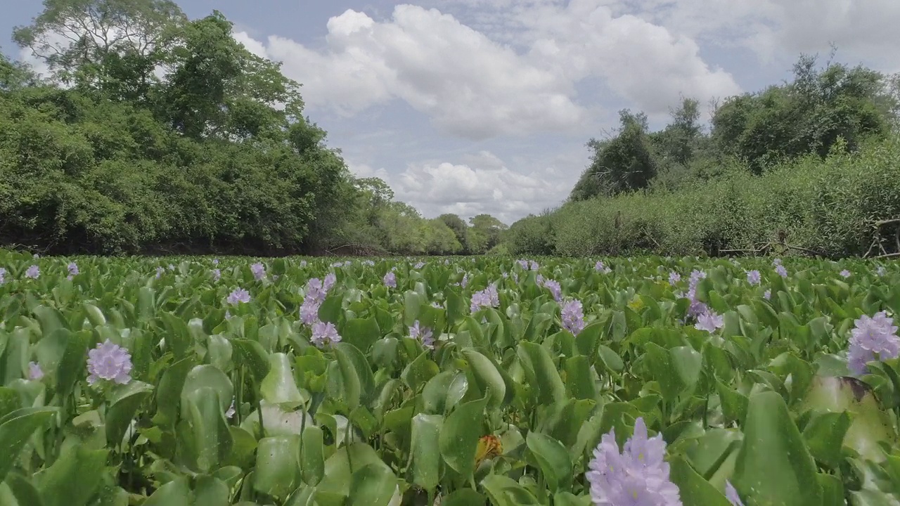 多利拍摄的开花的水葫芦植物视频下载