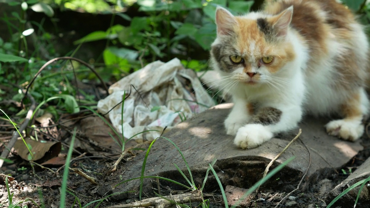 院子里可爱的白花猫。自然界的黑橙猫视频下载