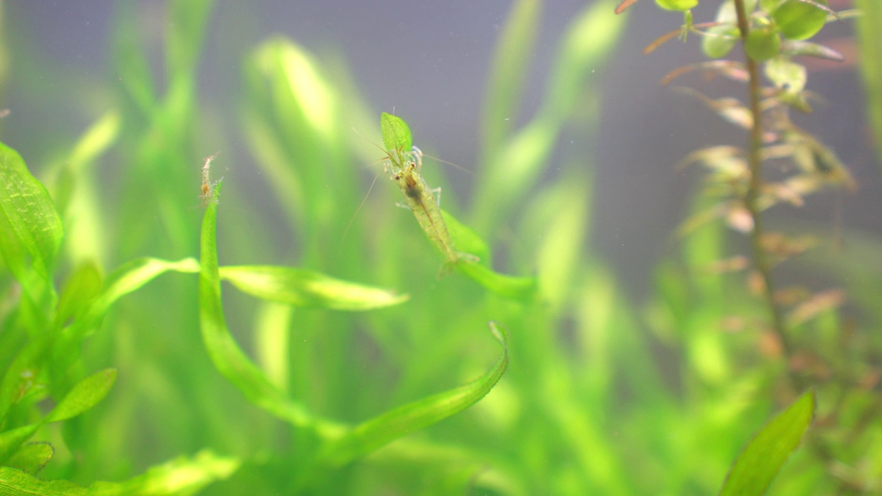可爱的小虾清洗水生植物视频下载