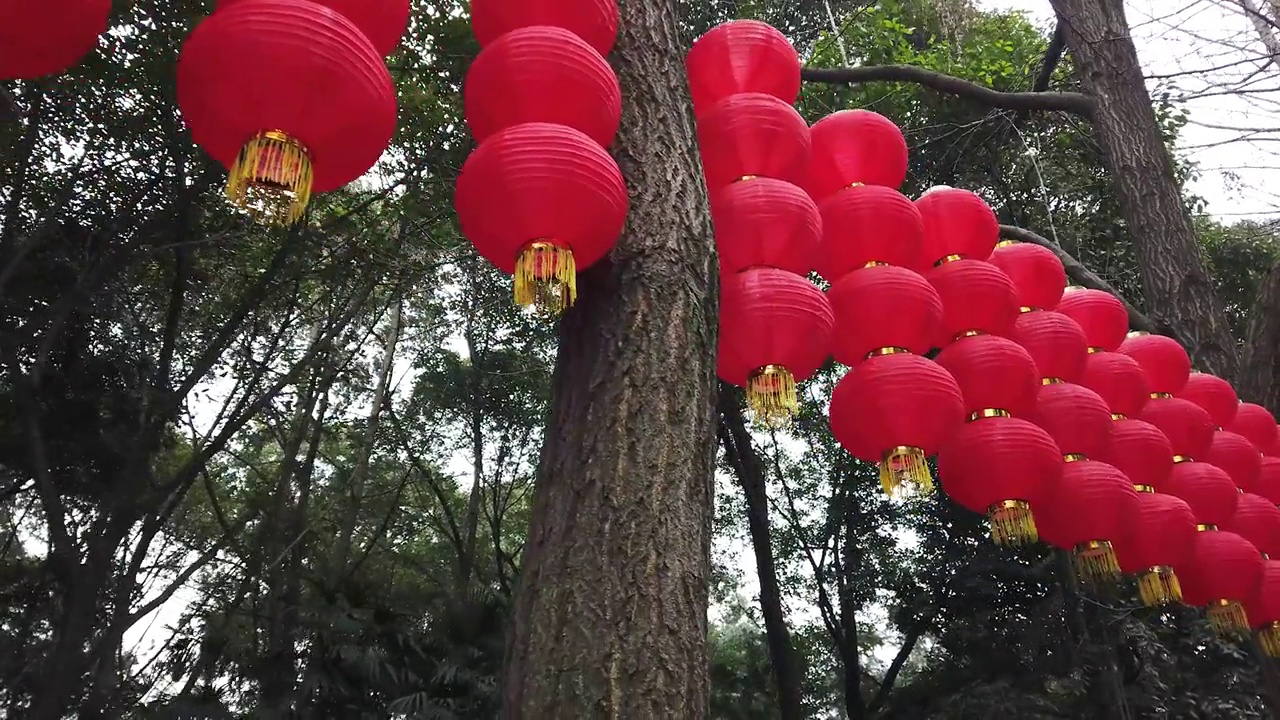 在中国，树上挂着红色的中国灯笼视频下载