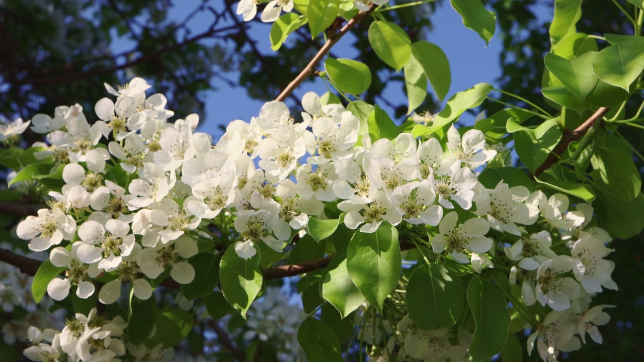 白色盛开的花梨树果树春天阳光灿烂的日子特写开花视频素材
