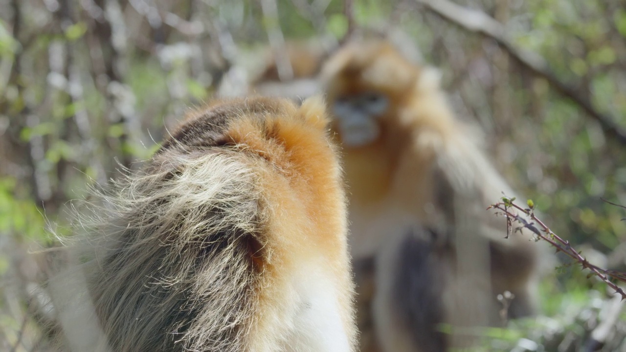 金丝猴在大自然中交流视频下载