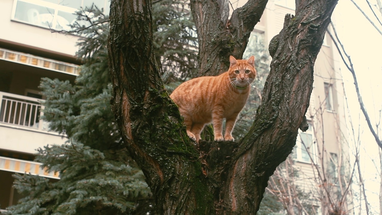 一只可爱的小猫坐在树枝上，从树上向下看，观察着后院视频下载