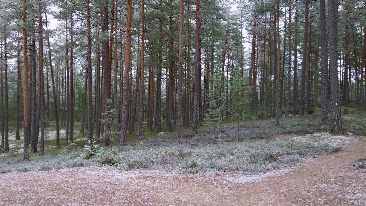 冬天在树林里淘金，铺满了霜视频素材