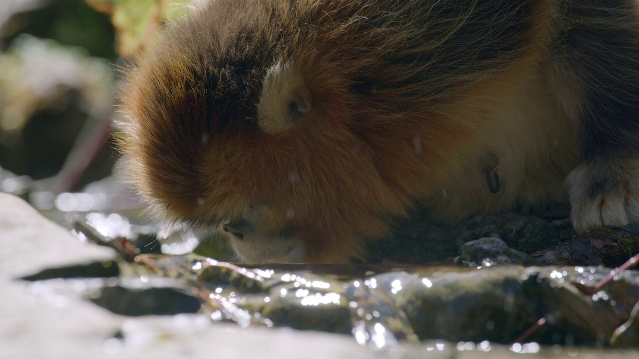 金丝猴在溪中饮水视频下载