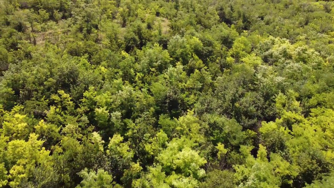 空中森林。飞过森林。视频下载
