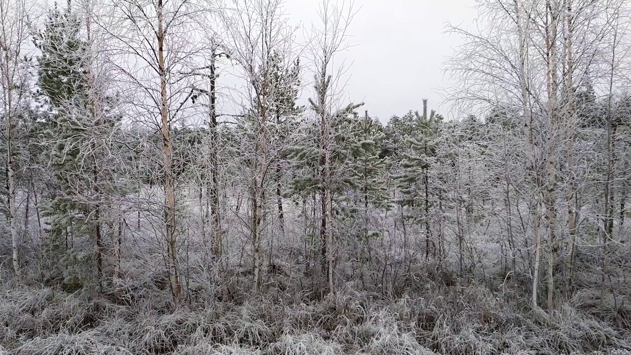 在寒冷的冬天，树木被白霜覆盖视频素材