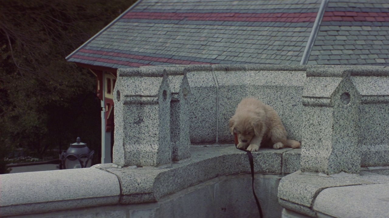 宽角度的狗松开皮带，坐在石头阳台上。背景中可见纽约市建筑屋顶。视频下载