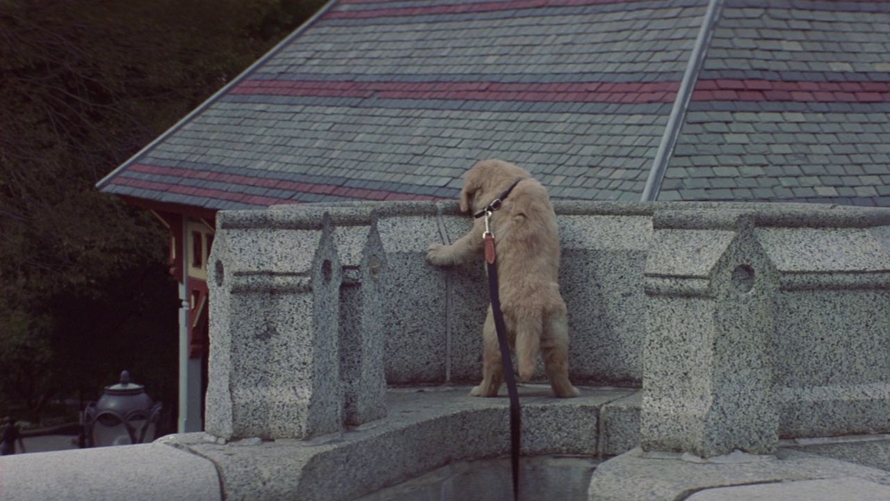 宽角度的狗，没有拴住皮带，站在一个石头阳台的边缘上凝视。背景中可见纽约市建筑屋顶。视频下载