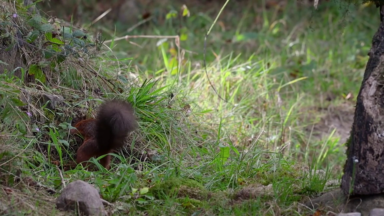 在草丛中寻找坚果的红松鼠，爱尔兰视频素材