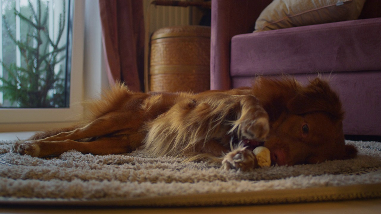 可爱的纯种新斯科舍鸭鸣猎犬在家。在地毯上放松，吃零食视频下载