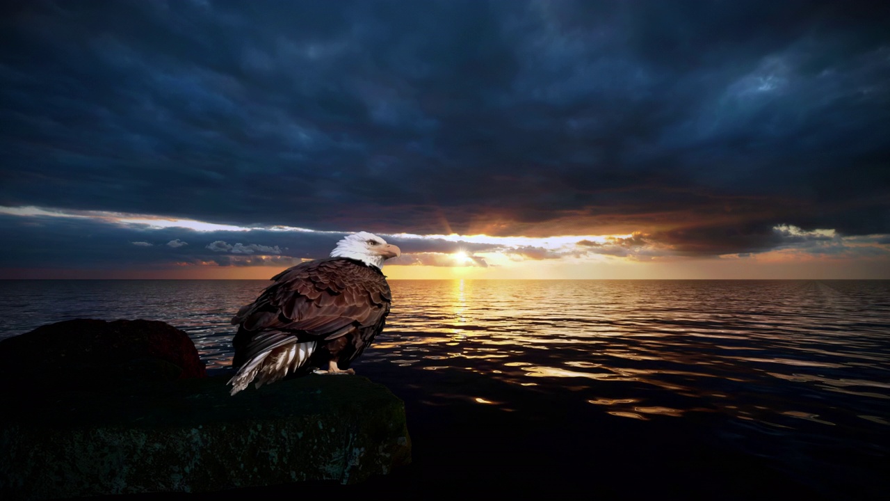 一只老鹰坐在岩石上，在美丽的日落前，在海洋的地平线上。视频下载