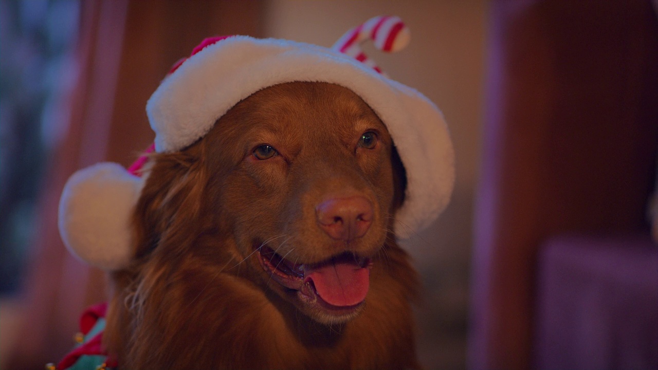 可爱的纯种新斯科舍鸭鸣猎犬庆祝圣诞节视频下载