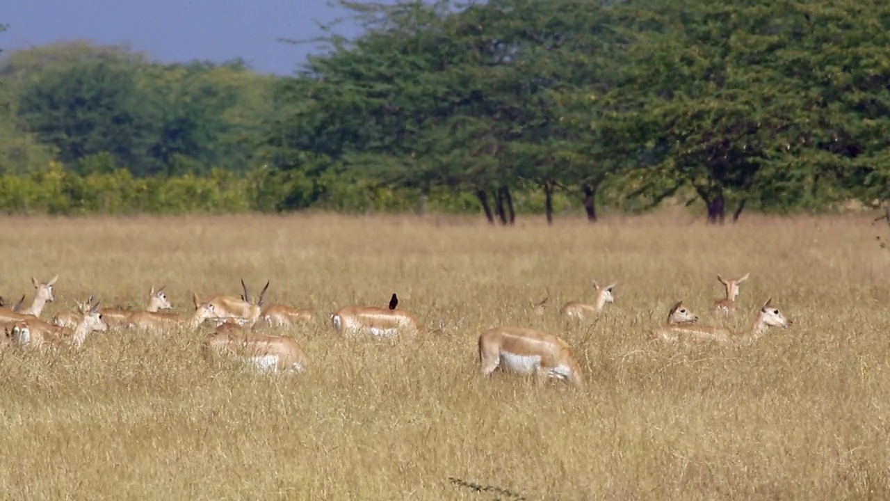 一群雌性黑羚(印度羚羊)在干燥的草丛中吃草——全镜头视频素材