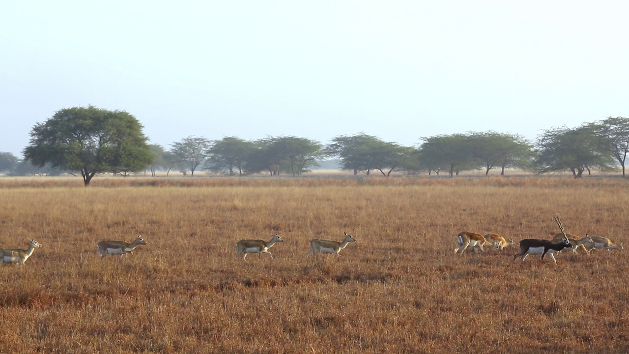 一群黑羚(印度羚羊)漫游，在干燥的草地山谷吃草——拍摄范围极广视频下载