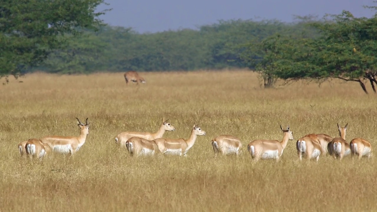 一群雌性黑羚(印度羚羊)穿过干燥的草丛——全镜头拍摄视频素材