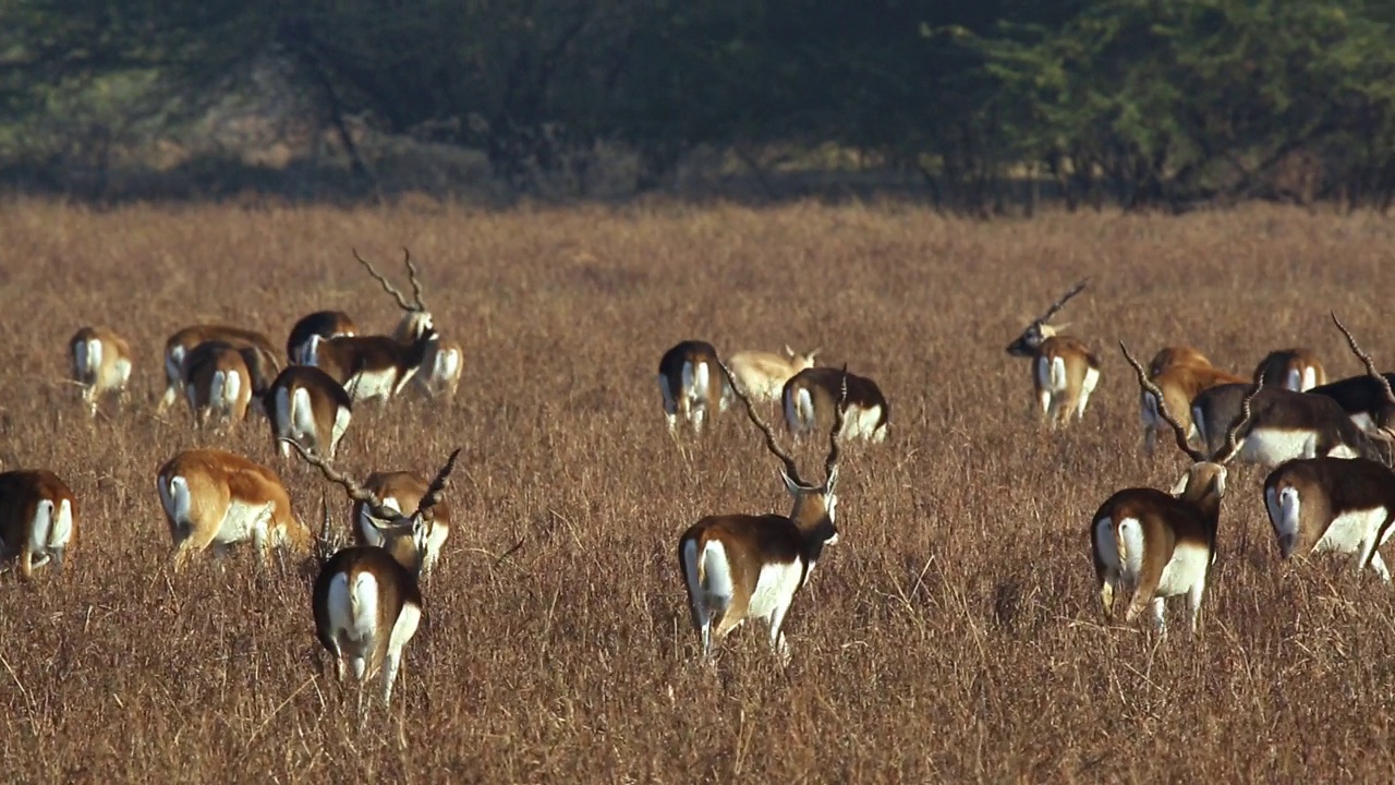 一群黑羚(印度羚羊)穿过干燥的草丛——广角镜头/后视图视频素材
