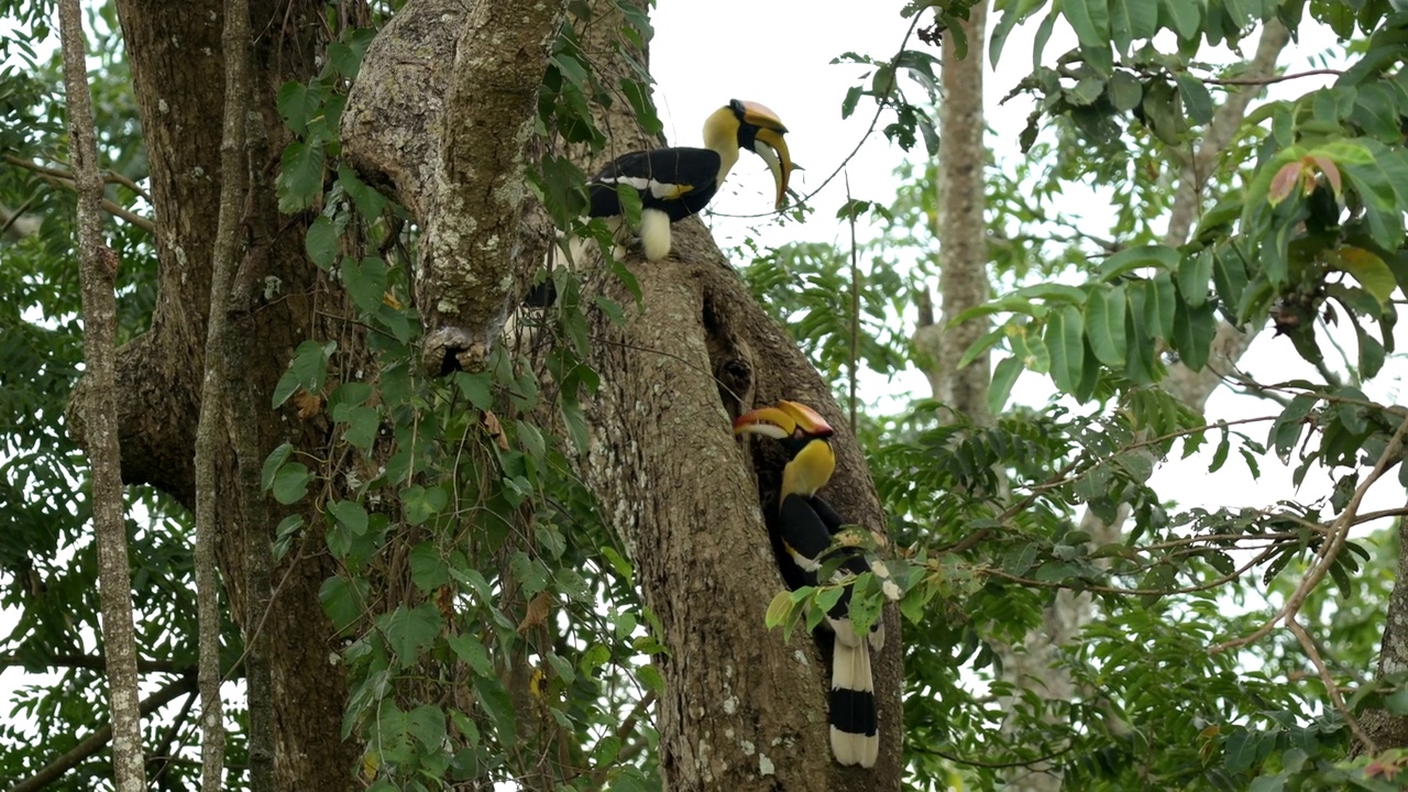 东方花衣犀鸟在森林的树上视频下载