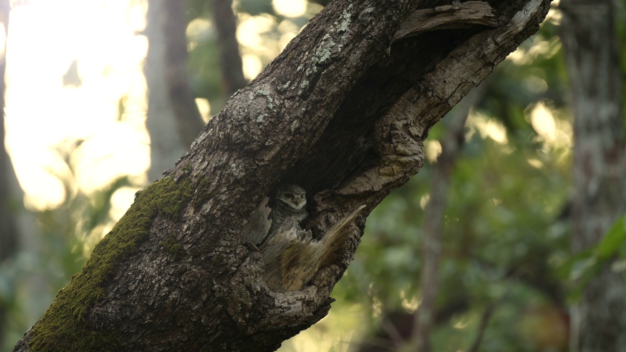 这是大自然中带项圈的小猫头鹰，野生动物的真实场景视频下载