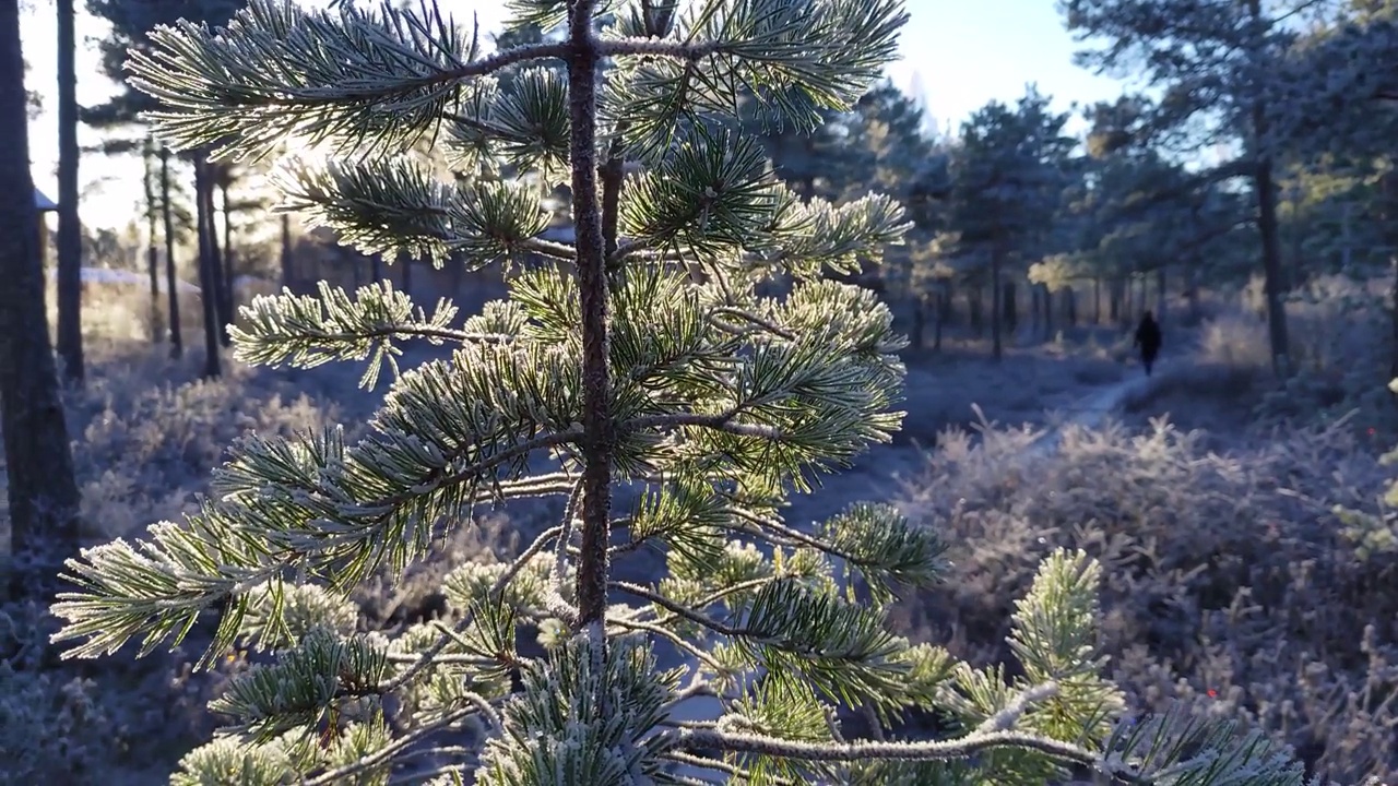 在一个寒冷的冬日里，一棵日出的松树和覆盖着白霜的森林地面的特写视频素材