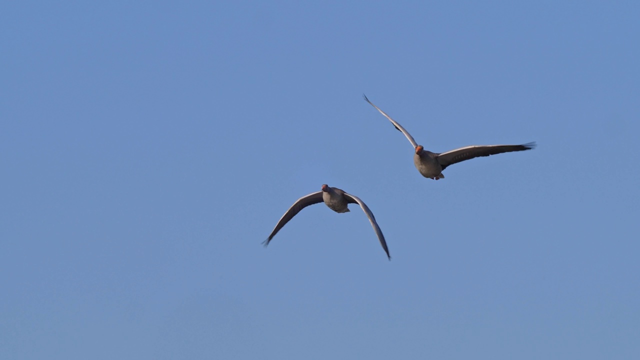 灰鹅，安瑟安瑟，两只鸟儿在飞翔视频下载