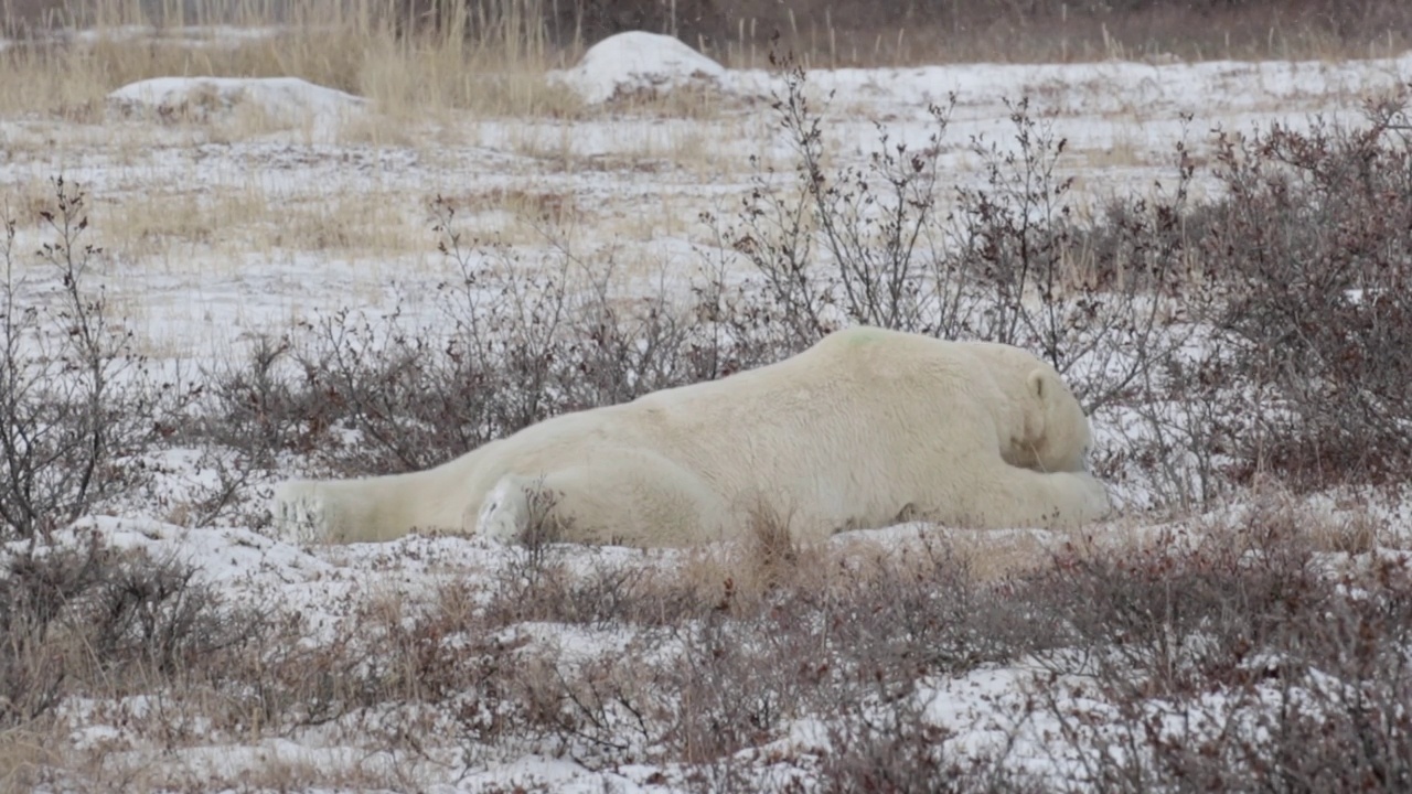 北极熊躺在雪地上视频素材
