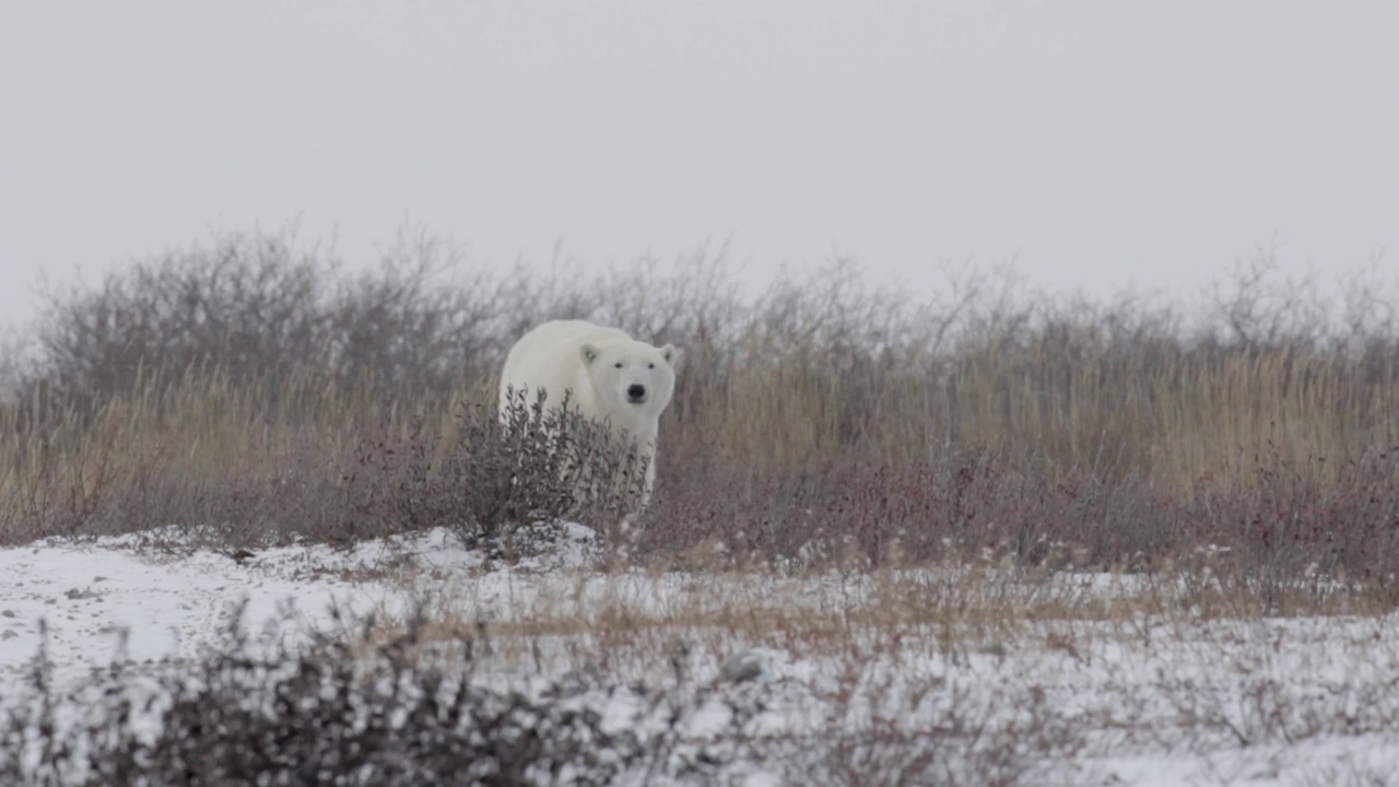 北极熊在暴风雨中行走视频素材