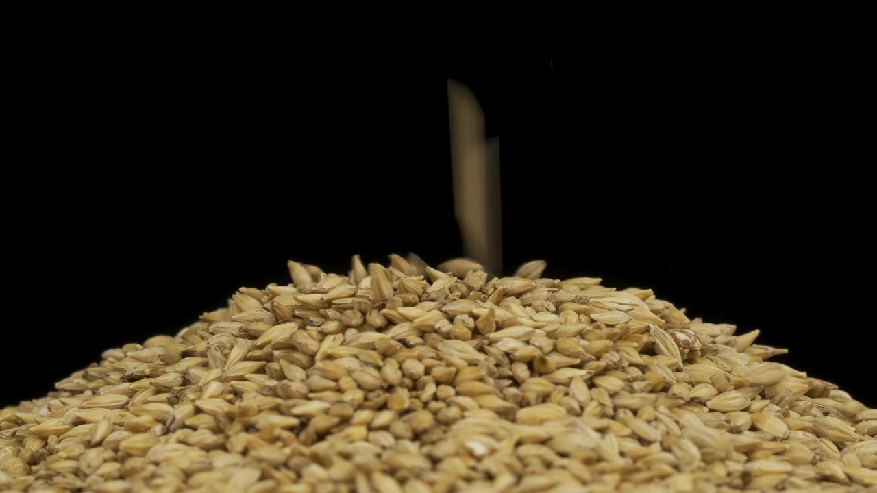 谷物落在一堆大麦种子上。旋转谷物堆。孤立的视频素材