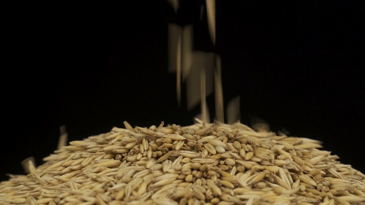 谷物落在一堆燕麦种子上。旋转谷物堆。孤立的视频素材