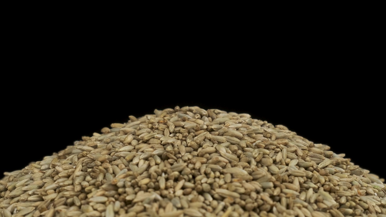 谷物落在一堆黑麦种子上。旋转谷物堆。孤立的视频素材