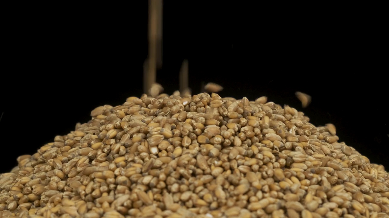 谷物落在一堆小麦种子上。旋转谷物堆。孤立的视频素材