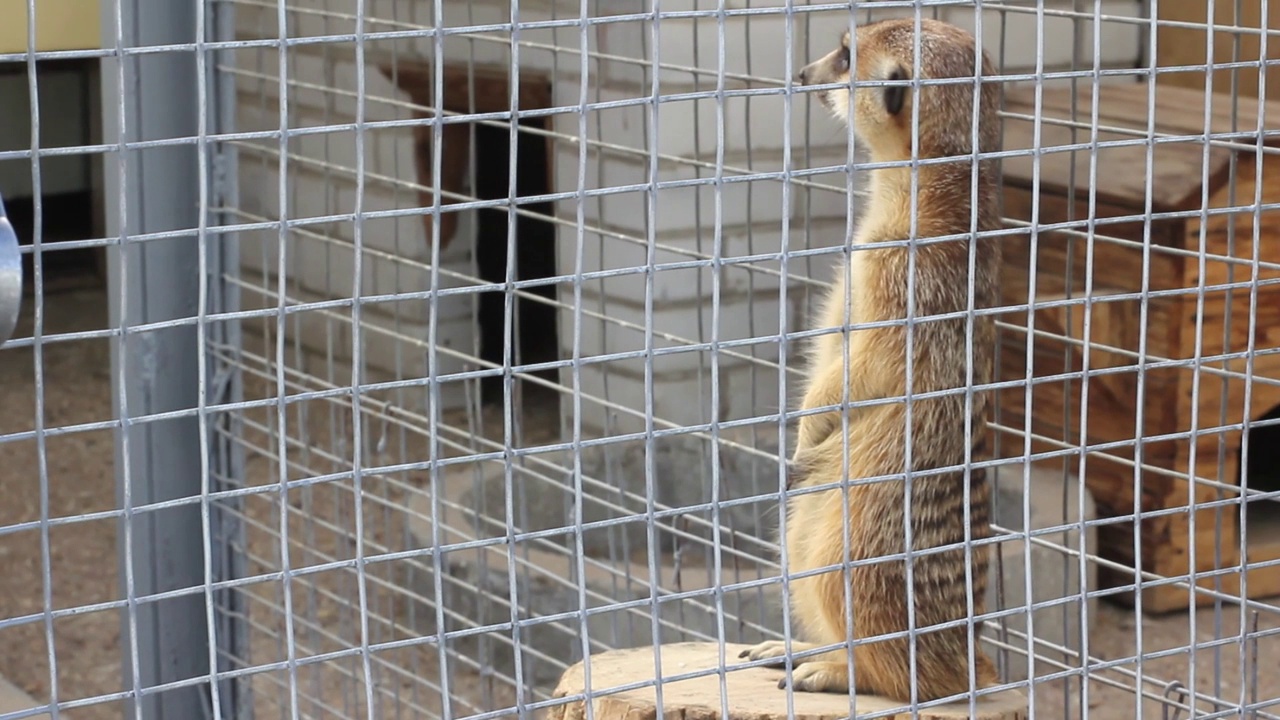 可爱的小猫鼬坐在动物笼子里的木桩上四处张望。视频素材
