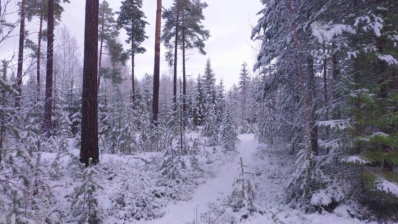 雪覆盖森林的徒步旅行路线视频素材