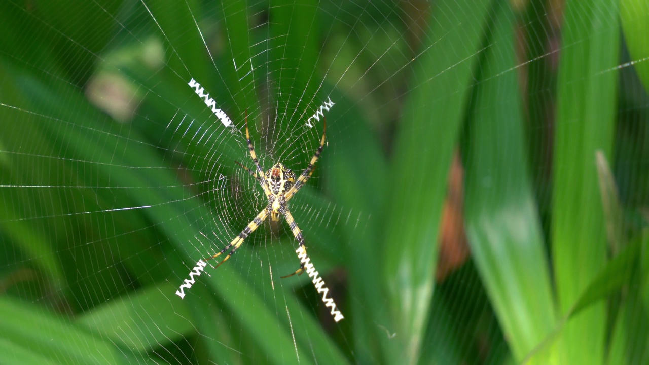 蜘蛛和蜘蛛网。视频素材