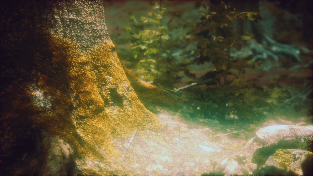 树根，阳光，一片绿色的森林视频素材