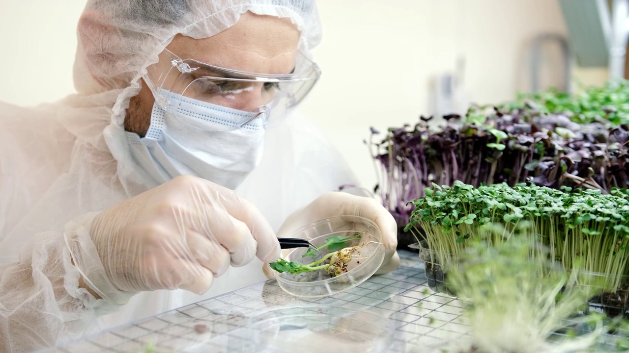 一位戴着手套的科学家在农场里检查新鲜的微绿色植物。健康食品和小企业理念视频下载